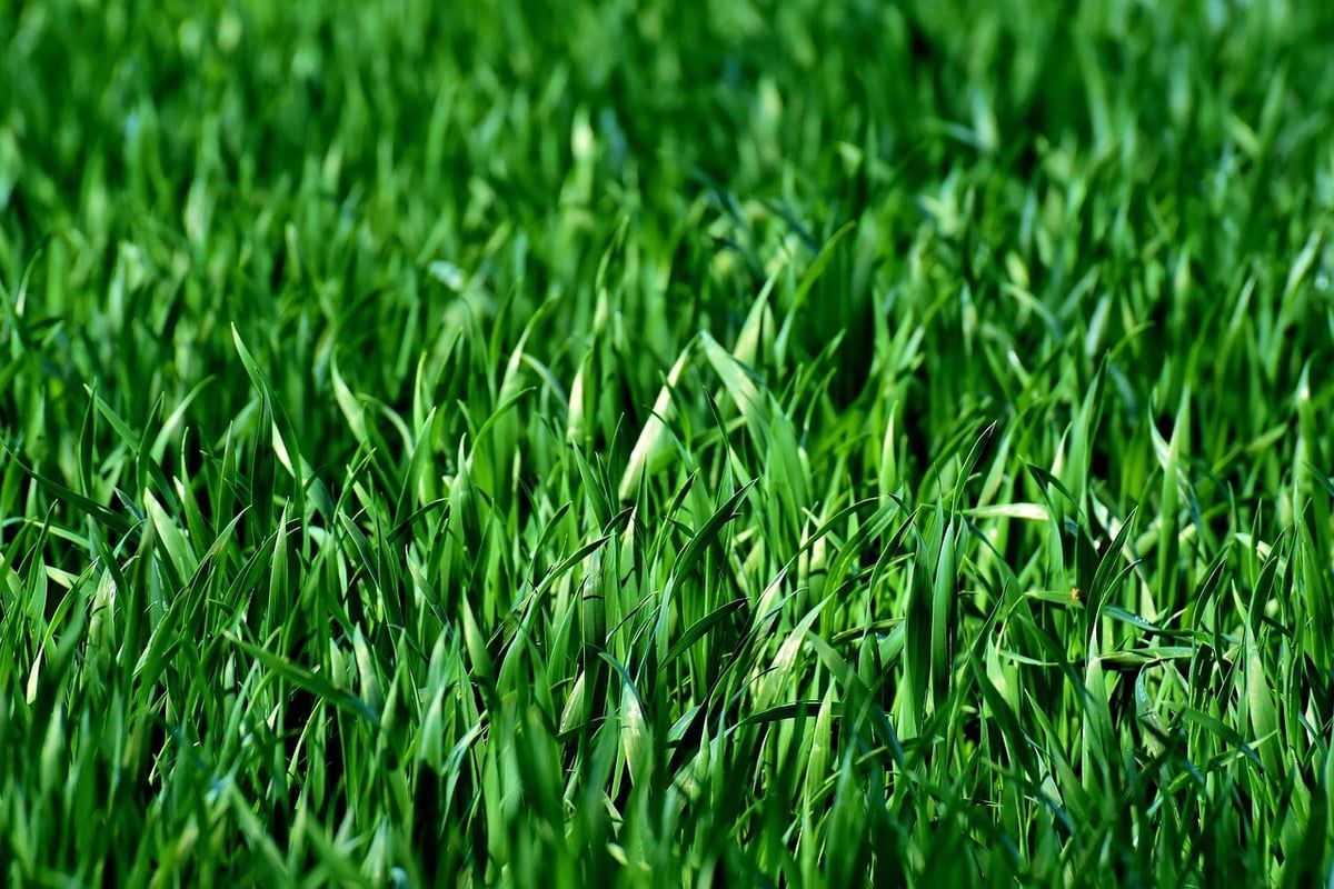 plantes sans entretien pour un jardin facile et durable en 2025